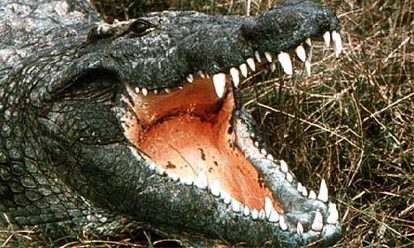 1252650184_dennis_rush_krokodil.jpg