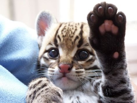 babyocelot07.jpg