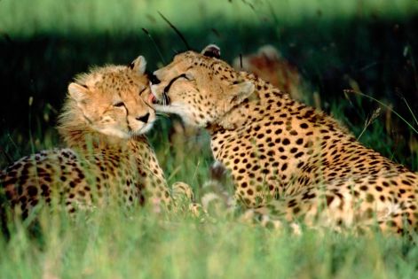 gepard_cheetan13.jpg