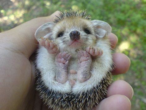 hedgehog091908.jpg