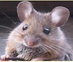 mouse_1.jpg