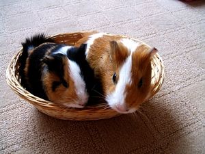 tengerimalac-011.jpg
